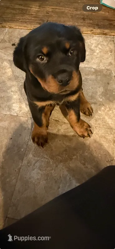 Molly – Rottweiler puppy for sale in New Castle, IN