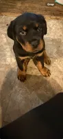 Molly, a female Rottweiler for sale in New Castle, IN – 1 of 1