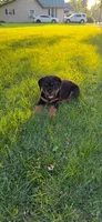 Macie, a female Rottweiler for sale in New Castle, IN – 4 of 4