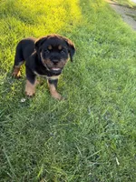Macie, a female Rottweiler for sale in New Castle, IN – 2 of 4
