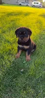 Macie, a female Rottweiler for sale in New Castle, IN – 3 of 4