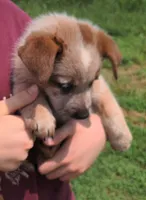 Duke, a male Australian Cattle Dog for sale in Newberry, SC – 3 of 4