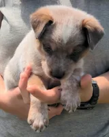 Chevy, a male Australian Cattle Dog for sale in Newberry, SC – 1 of 2