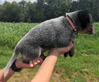 Diesel, a male Australian Cattle Dog for sale in Newberry, SC – 2 of 3