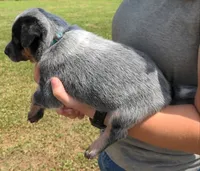 Cassie, a female Australian Cattle Dog for sale in Newberry, SC – 2 of 2