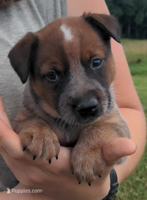 Candy – Australian Cattle Dog puppy for sale in Newberry, SC