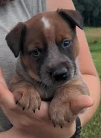 Candy, a female Australian Cattle Dog for sale in Newberry, SC – 1 of 2