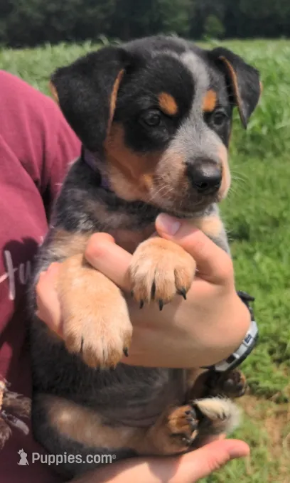 Dixie – Australian Cattle Dog puppy for sale in Newberry, SC