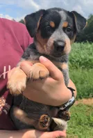 Dixie, a female Australian Cattle Dog for sale in Newberry, SC – 3 of 4