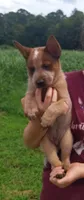 Derby, a male Australian Cattle Dog for sale in Newberry, SC – 3 of 4