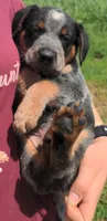 Diesel, a male Australian Cattle Dog for sale in Newberry, SC – 3 of 3