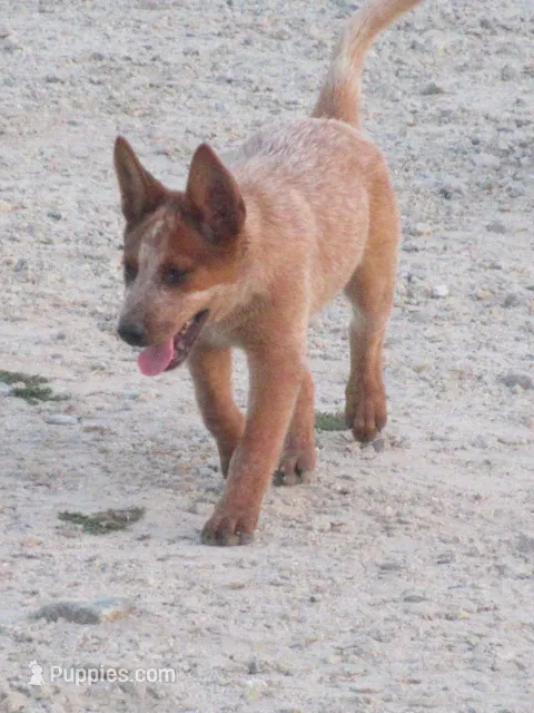 Derby – Australian Cattle Dog puppy for sale in Newberry, SC