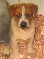 Carrie, a female Australian Cattle Dog for sale in Newberry, SC – 6 of 6