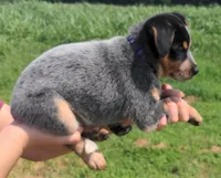 Dixie, a female Australian Cattle Dog for sale in Newberry, SC – 2 of 4