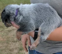 Cindy, a female Australian Cattle Dog for sale in Newberry, SC – 2 of 2