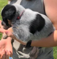 Cody, a male Australian Cattle Dog for sale in Newberry, SC – 2 of 2