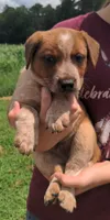 Donny, a male Australian Cattle Dog for sale in Newberry, SC – 3 of 3