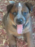 Candy, a female Australian Cattle Dog for sale in Newberry, SC – 5 of 8