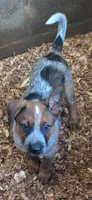 Candy, a female Australian Cattle Dog for sale in Newberry, SC – 2 of 8