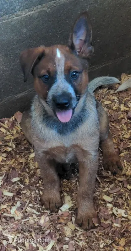Candy, a female Australian Cattle Dog for sale in Newberry, SC – 1 of 8