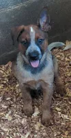 Candy, a female Australian Cattle Dog for sale in Newberry, SC – 1 of 8
