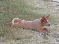 Derby, a male Australian Cattle Dog for sale in Newberry, SC – 3 of 8