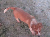 Donny, a male Australian Cattle Dog for sale in Newberry, SC – 3 of 6