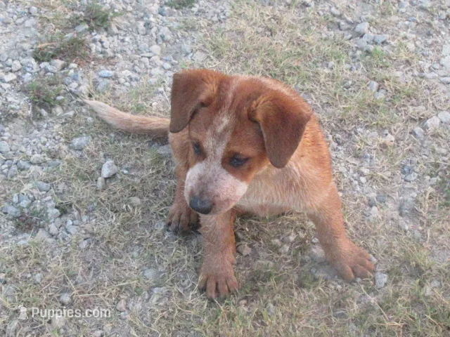 Dandy – Australian Cattle Dog puppy for sale in Newberry, SC