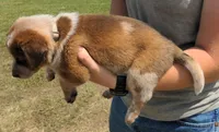 Corrie, a female Australian Cattle Dog for sale in Newberry, SC – 2 of 2