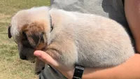Chevy, a male Australian Cattle Dog for sale in Newberry, SC – 2 of 2
