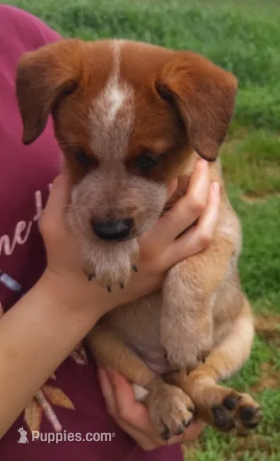 Dandy – Australian Cattle Dog puppy for sale in Newberry, SC