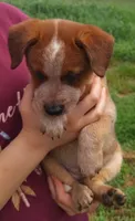 Dandy, a female Australian Cattle Dog for sale in Newberry, SC – 1 of 3
