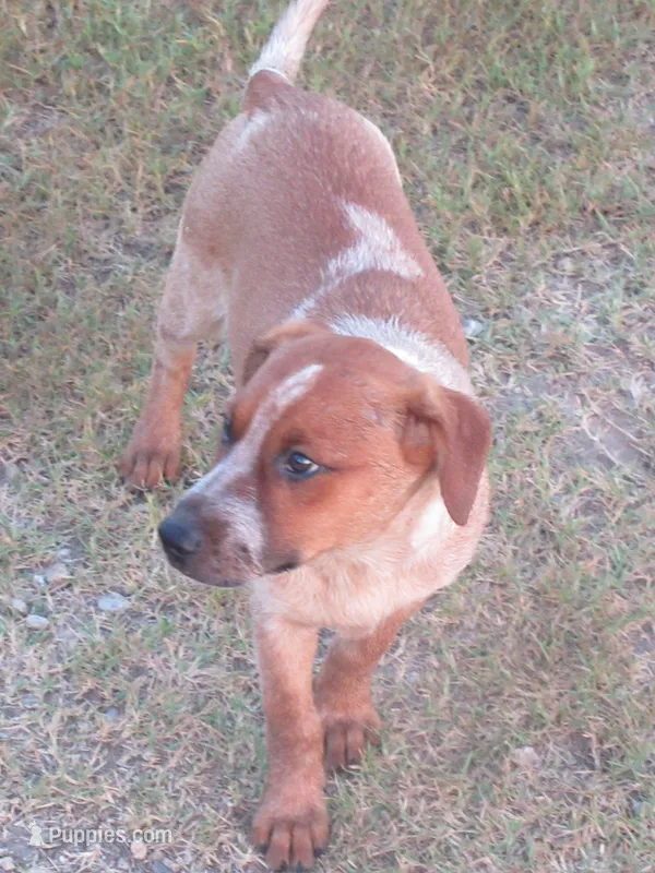 Carrie – Australian Cattle Dog puppy for sale in Newberry, SC