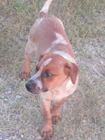 Carrie, a female Australian Cattle Dog for sale in Newberry, SC – 1 of 7