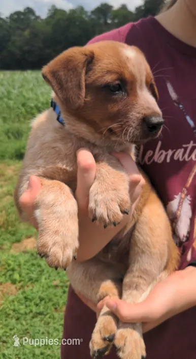 Donny – Australian Cattle Dog puppy for sale in Newberry, SC