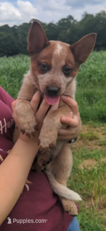 Derby – Australian Cattle Dog puppy for sale in Newberry, SC