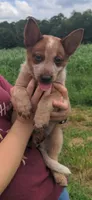 Derby, a male Australian Cattle Dog for sale in Newberry, SC – 1 of 4
