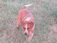 Donny, a male Australian Cattle Dog for sale in Newberry, SC – 1 of 6