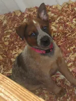 Candy, a female Australian Cattle Dog for sale in Newberry, SC – 4 of 8