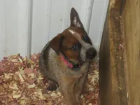 Candy, a female Australian Cattle Dog for sale in Newberry, SC – 3 of 8