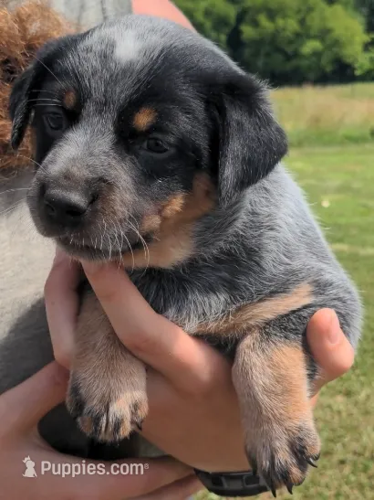 Cassie – Australian Cattle Dog puppy for sale in Newberry, SC