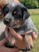 Cassie, a female Australian Cattle Dog for sale in Newberry, SC – 1 of 2