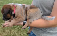 Candy, a female Australian Cattle Dog for sale in Newberry, SC – 2 of 2