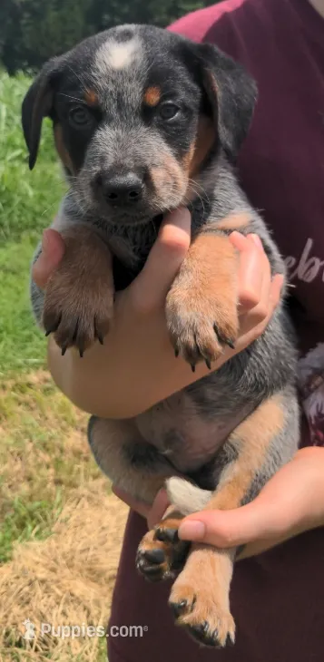 Diesel – Australian Cattle Dog puppy for sale in Newberry, SC