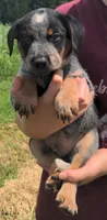 Diesel, a male Australian Cattle Dog for sale in Newberry, SC – 1 of 3