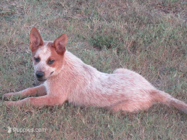 Duke – Australian Cattle Dog puppy for sale in Newberry, SC