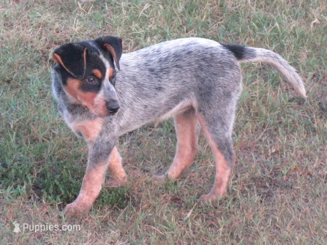 Dixie – Australian Cattle Dog puppy for sale in Newberry, SC