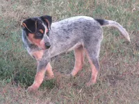 Dixie, a female Australian Cattle Dog for sale in Newberry, SC – 1 of 6