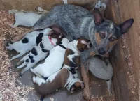 Candy, a female Australian Cattle Dog for sale in Newberry, SC – 8 of 8