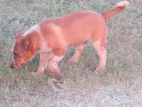 Donny, a male Australian Cattle Dog for sale in Newberry, SC – 2 of 6
